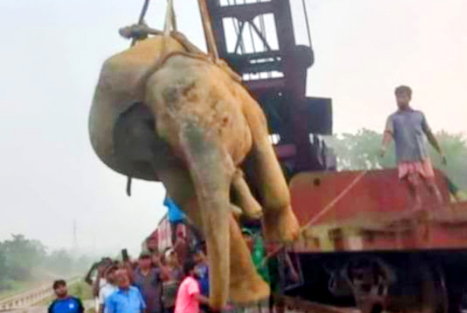 ট্রেনের ধাক্কায় আহত হাতির মৃত্যু 
