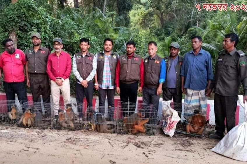 মহেশখালীতে খাঁচায় বন্দি ১২টি হনুমান উদ্ধার