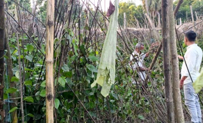 শত্রুতার জেরে পান বরজে আগুন দিল দুর্বৃত্তরা