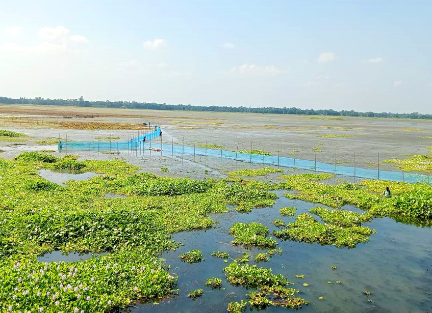 খালে বাঁশের বেড়ায় মাছ শিকার, চাষাবাদ ব্যহতের শঙ্কায় কৃষক