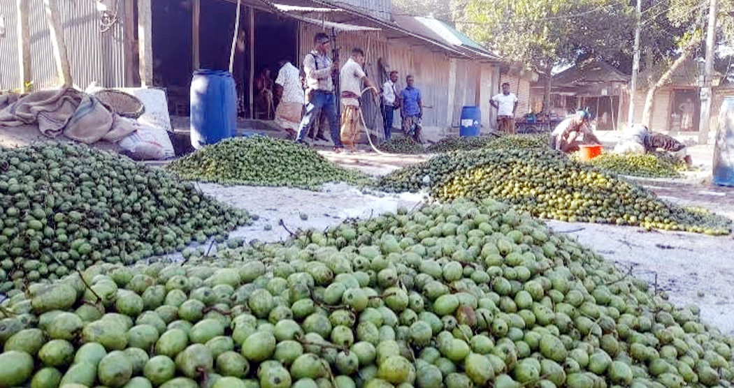 সিরাজগঞ্জে জমজমাট মৌসুমি ফল জলপাইয়ের হাট
