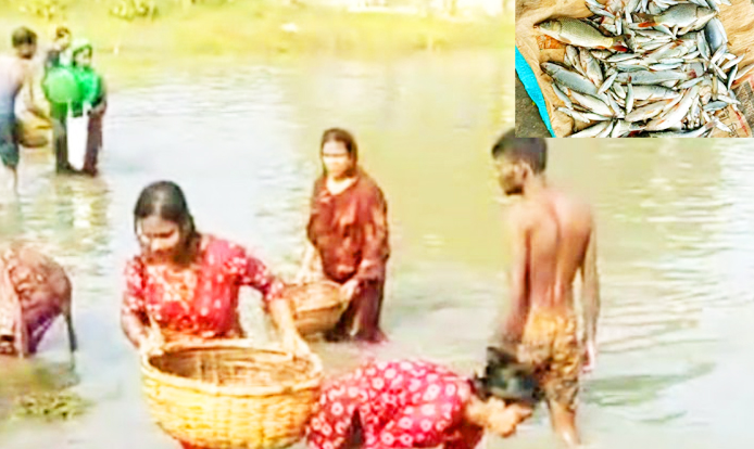 পুকুরে বিষ প্রয়োগে ১০ লাখ টাকার মাছ নিধন