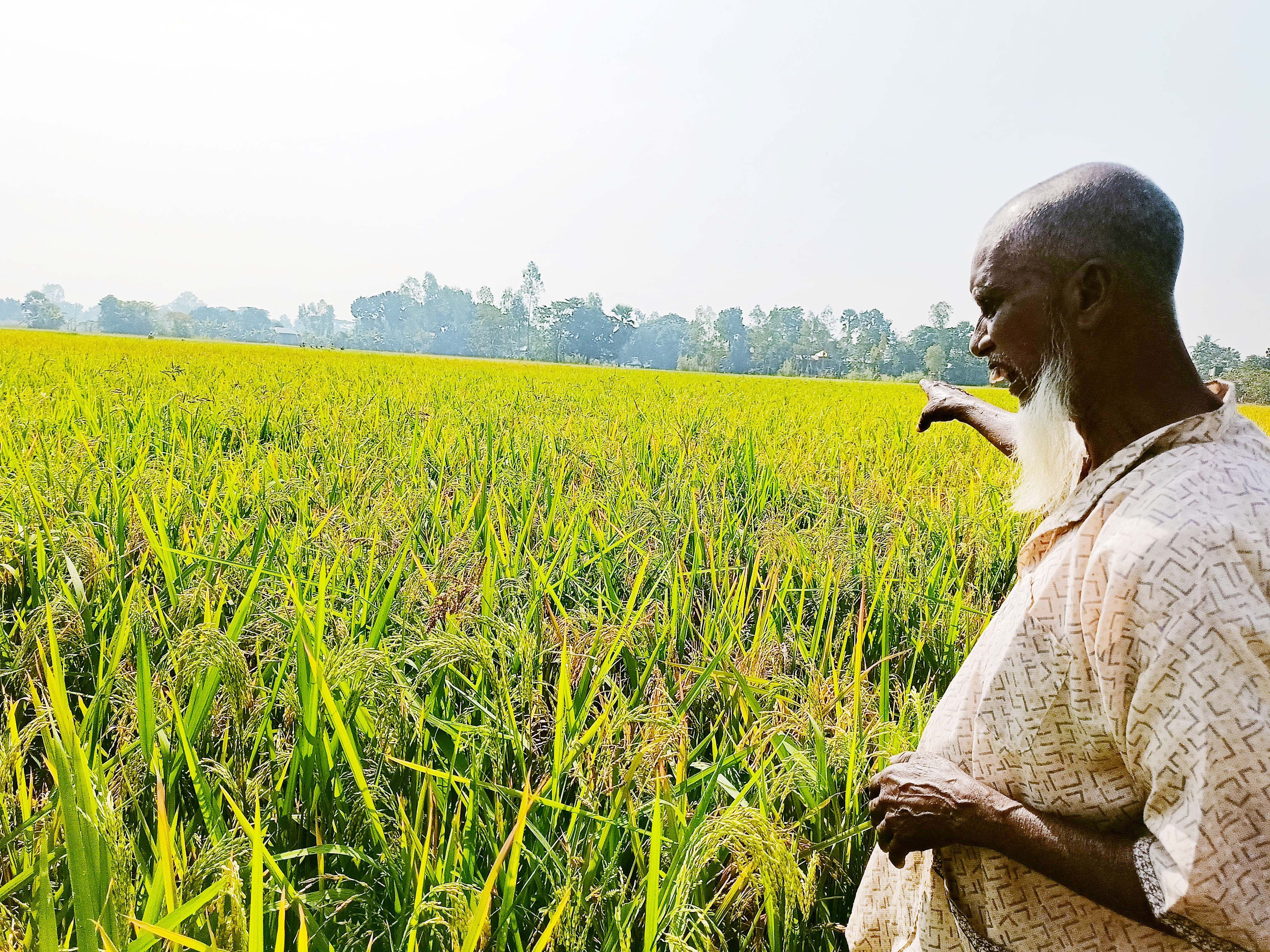 বীজ কিনে প্রতারণার শিকার, কৃষক শফিকুলের ১০ বিঘার ধানে চিটা
