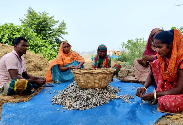 চলনবিলে শুটকির চাতালে নারী শ্রমিকদের মজুরী অর্ধেক