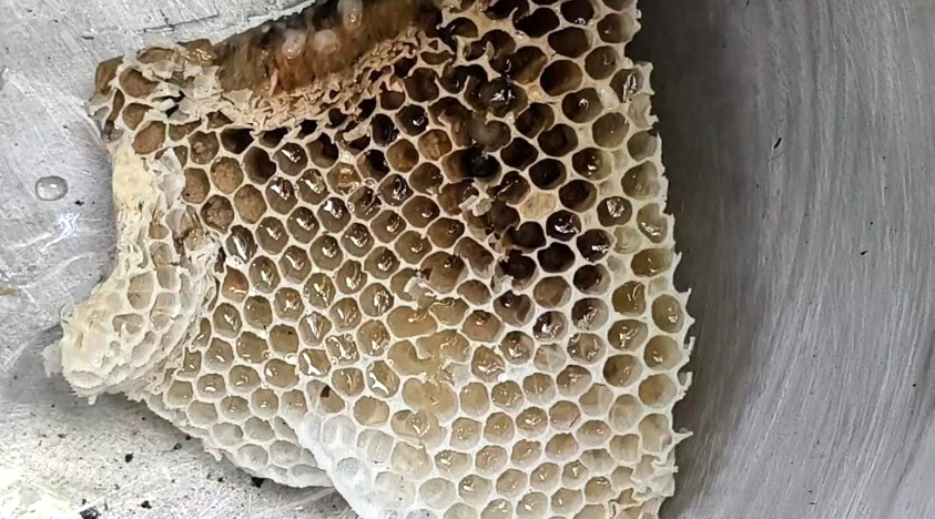 সাতক্ষীরার অর্থনীতিতে পরিবর্তন এনেছে সুন্দরবনের মধু