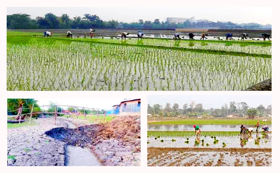 উপকূলে ধানচাষ, খাল-জলাশয় মিঠাপানি সংরক্ষণের উপযোগী করার দাবি চাষিদের