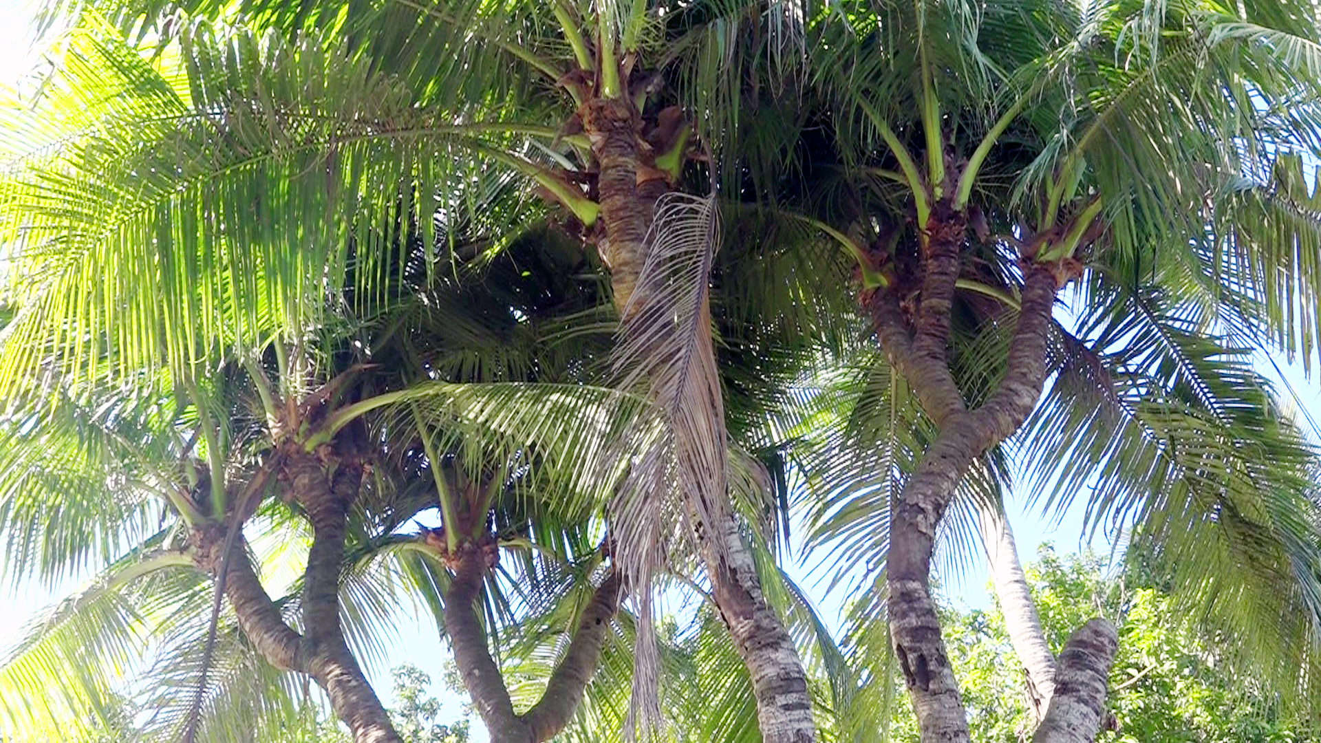 ১১ মাথার নারকেল গাছ নিয়ে কৌতুহলের শেষ নেই!