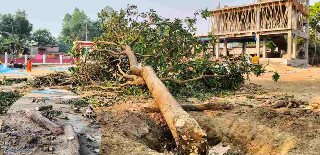 প্রধান শিক্ষকের বিরুদ্ধে বিদ্যালয়ের গাছ কর্তনের অভিযোগ