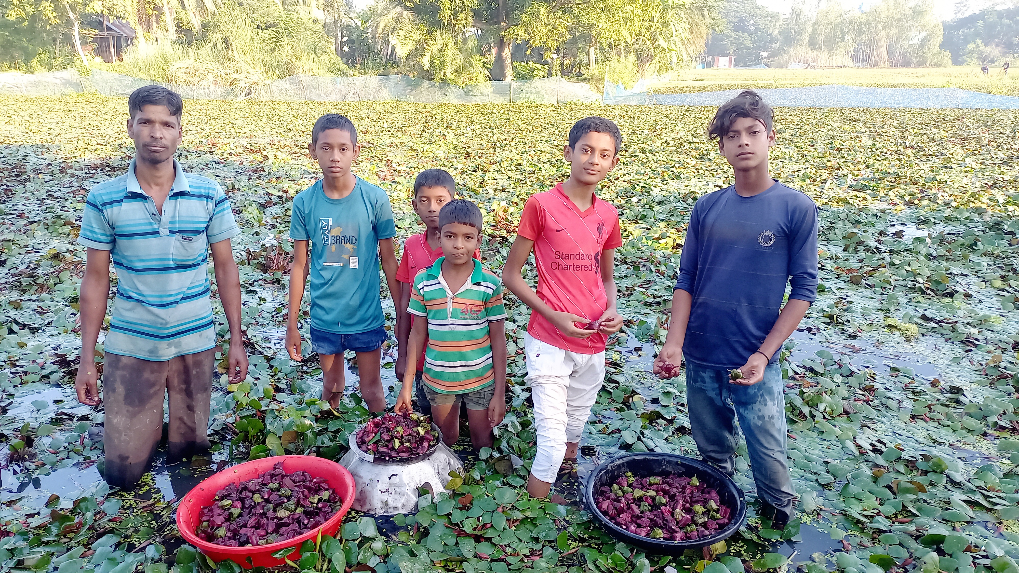 সিংড়ায় পানিফল চাষে আগ্রহ বাড়ছে কৃষকদের
