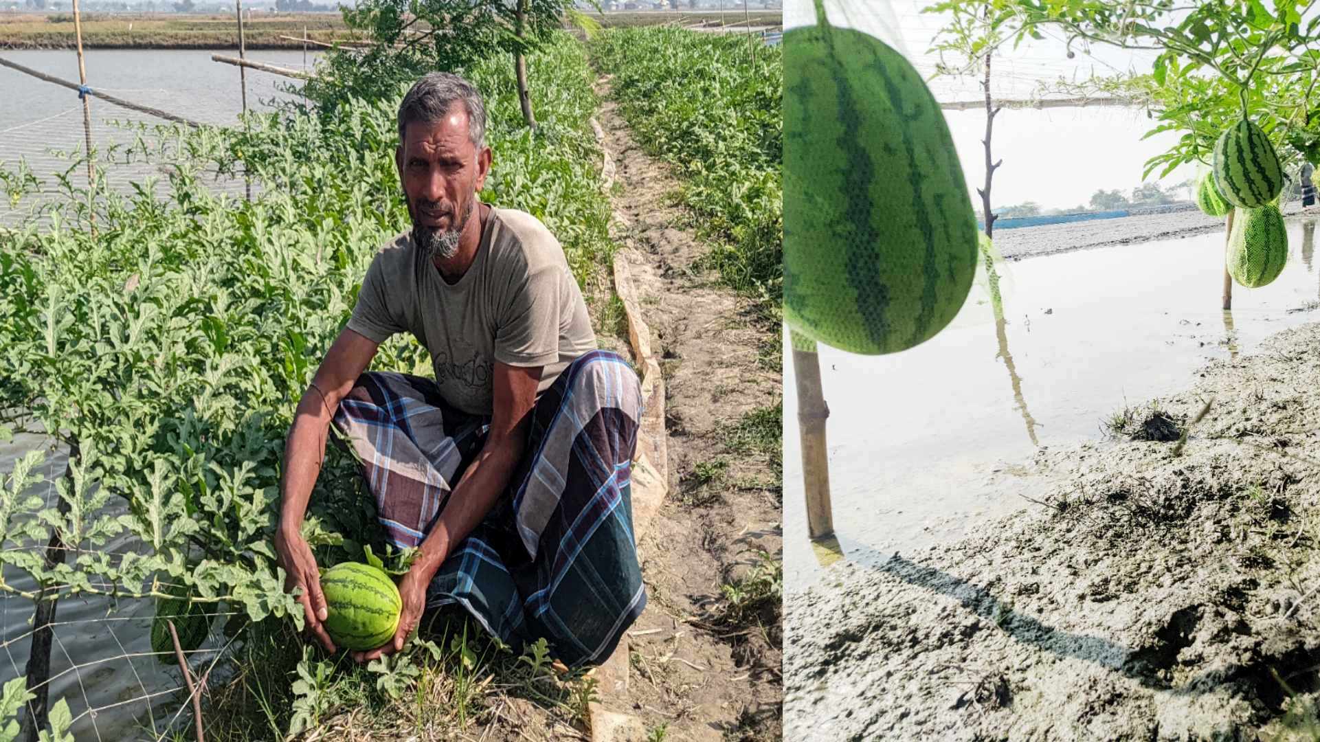 সাতক্ষীরায় মাছের পাশাপাশি অসময়ে তরমুজ চাষে স্বাবলম্বী কৃষক