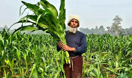 ভুট্টা গাছের সাথে এ কেমন শত্রুতা