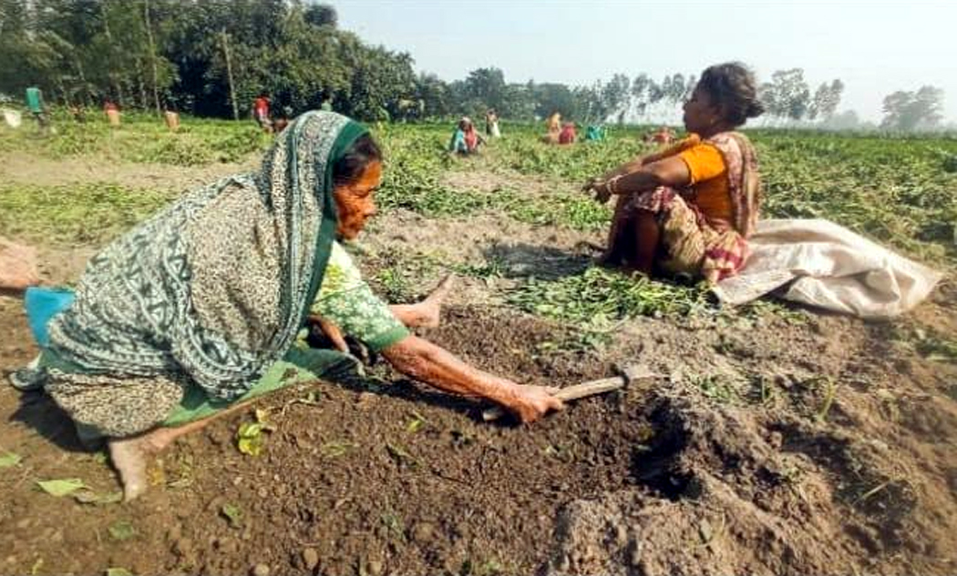 মাটি খুঁড়ে আলু কুড়াচেছন বৃদ্ধা মা