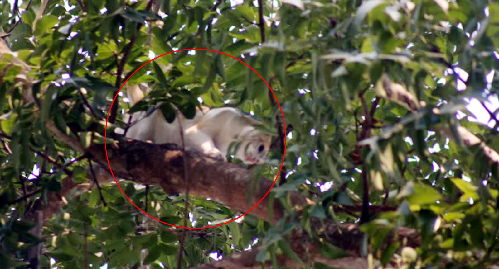 ফায়ার সার্ভিস ও প্রশাসনের তৎপরতায় রক্ষা পেল বিড়ালের জীবন