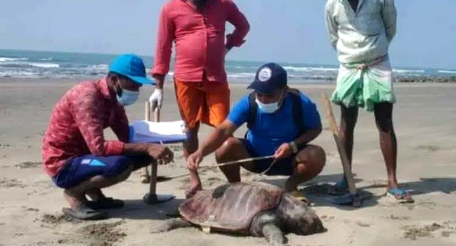 কক্সবাজার সমুদ্র সৈকতে মৃত ৭০ কাছিম