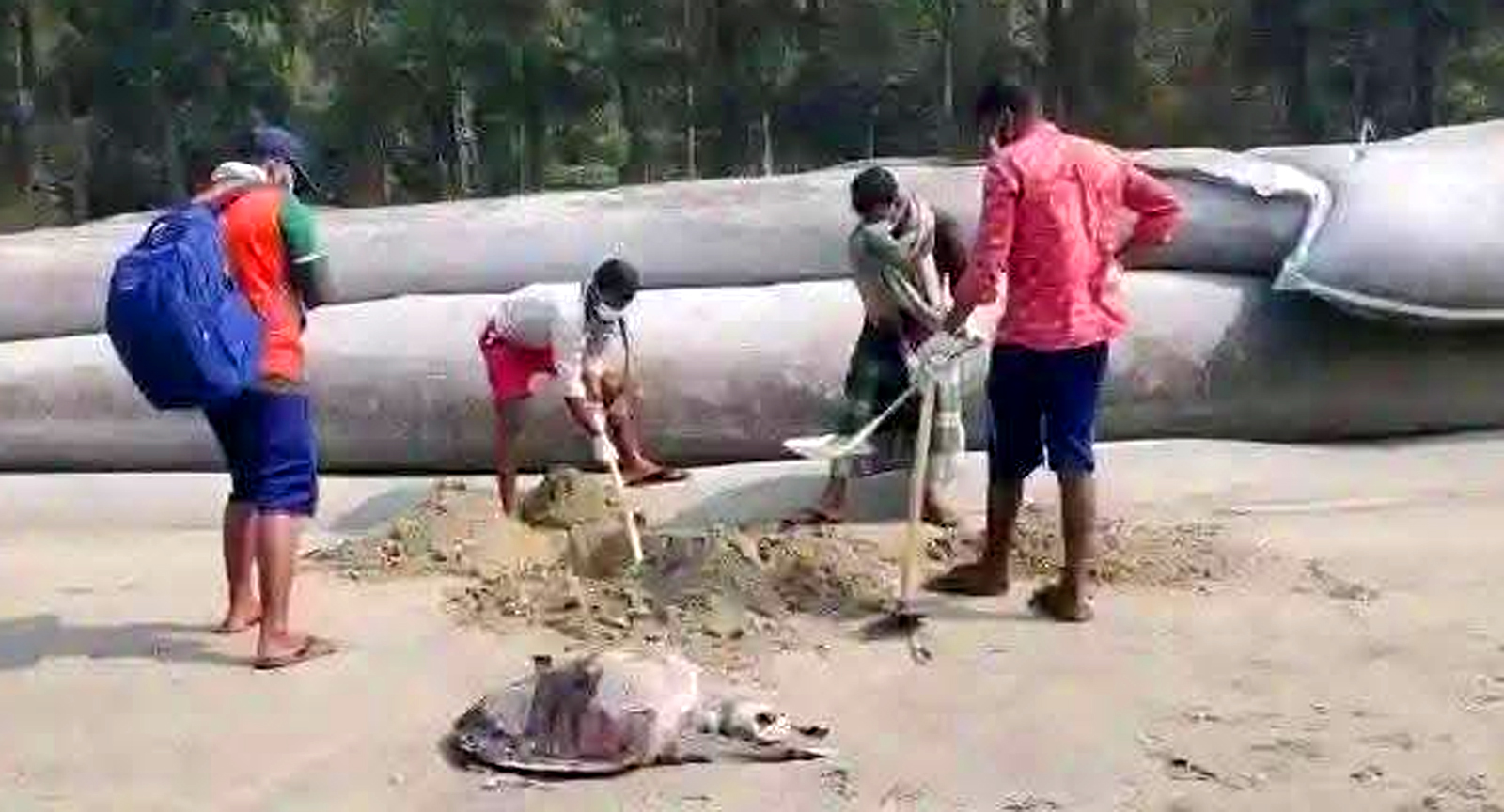২৭ দিনে সৈকতে মিলল ৯৮ মৃত কাছিম
