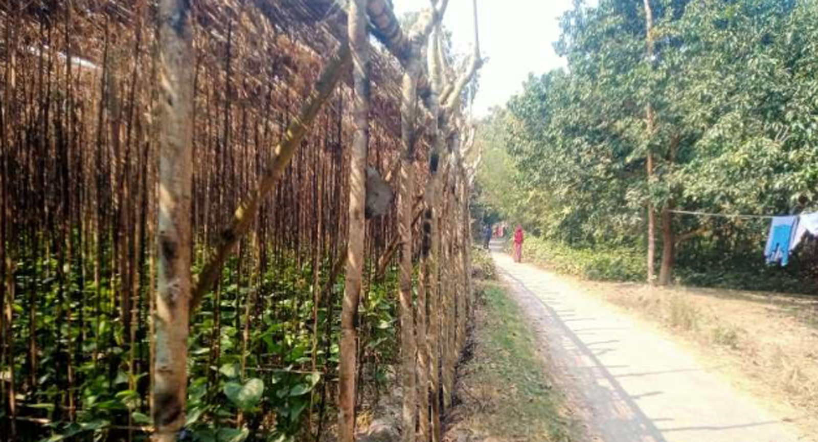 দুর্গাপুরে প্রতিপক্ষকে ফাঁসাতে পান বরজে আগুন দেওয়ার অভিযোগ