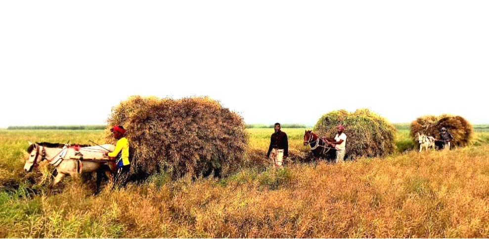 এবার দেশের সবচেয়ে বেশি সরিষার উৎপাদন উল্লাপাড়ায়