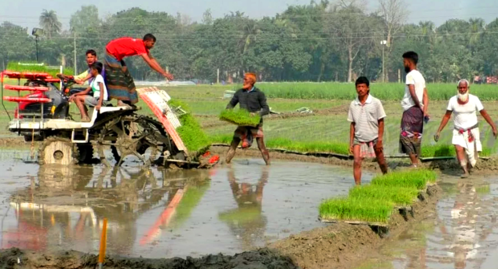 সমলয় পদ্ধতিতে ধান চাষ করছেন নওগাঁয়ের কৃষক