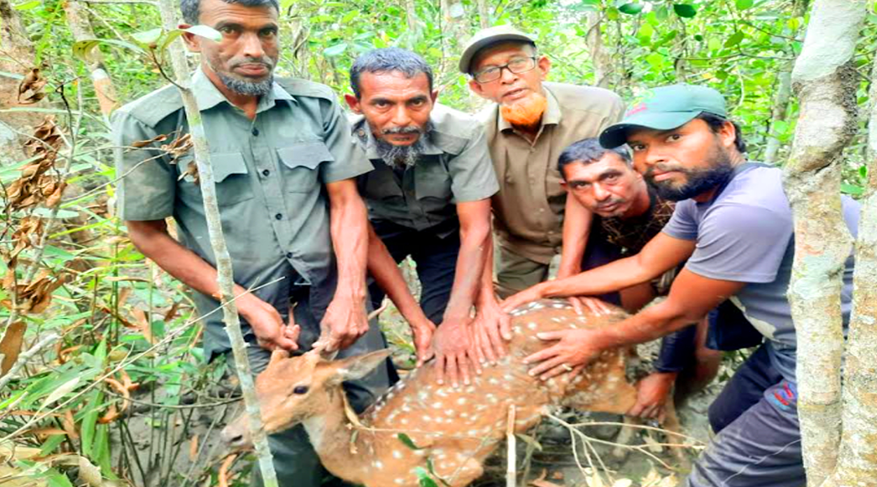 সুন্দরবনে শিকারের ফাঁদ থেকে জীবিত হরিণ উদ্ধার