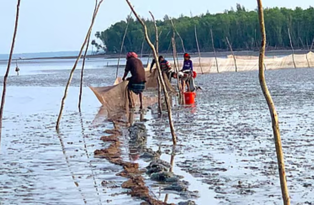 বনরক্ষীদের ঘুষের বলি টেংরাগিরি বনাঞ্চল