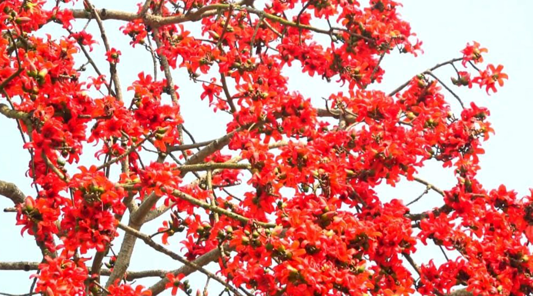 চোখ জুড়িয়ে যায় শিমুল ফুলে...
