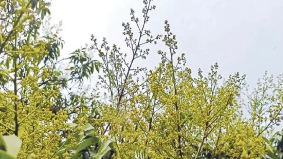 লিচুর মুকুলে ছেয়ে গেছে দিনাজপুর
