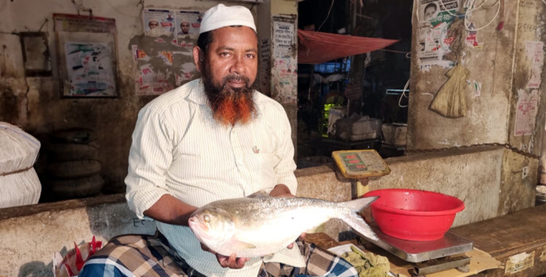বিষখালি নদীতে মিলল আড়াই কেজি ওজনের ইলিশ, দাম ১৪ হাজার
