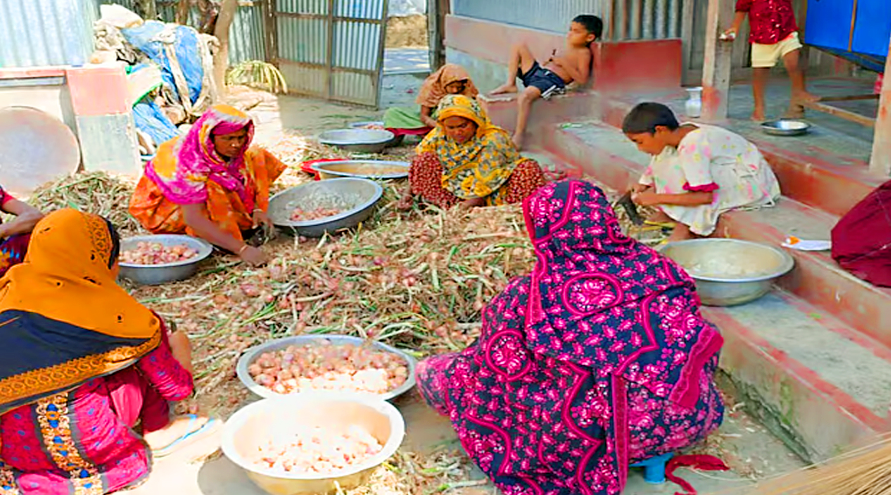 পেঁয়াজ আবাদ করে এবার লোকসানের শঙ্কায় পাবনার কৃষকেরা