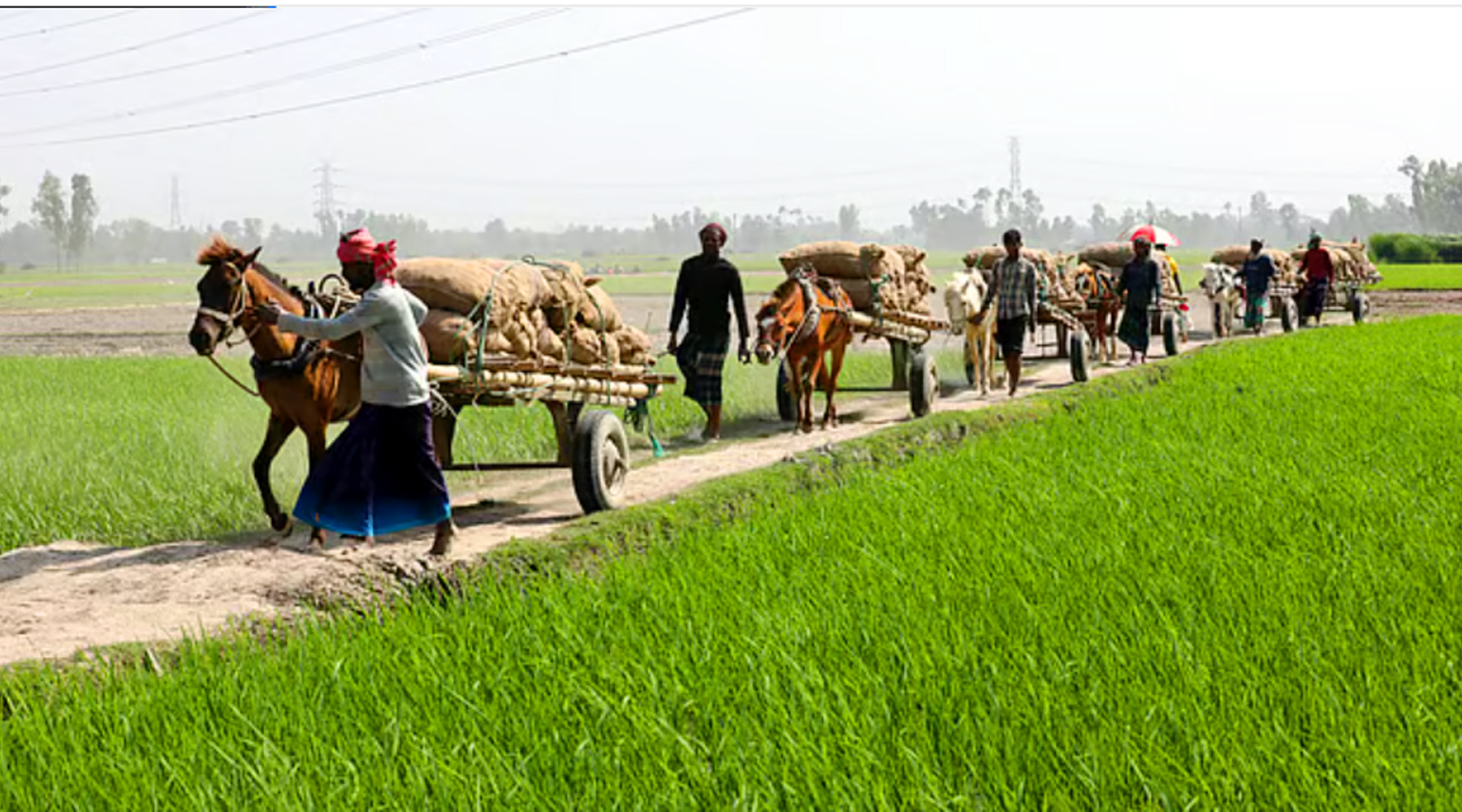 যমুনার চরে ঘোড়ার গাড়িতে আলু বহন