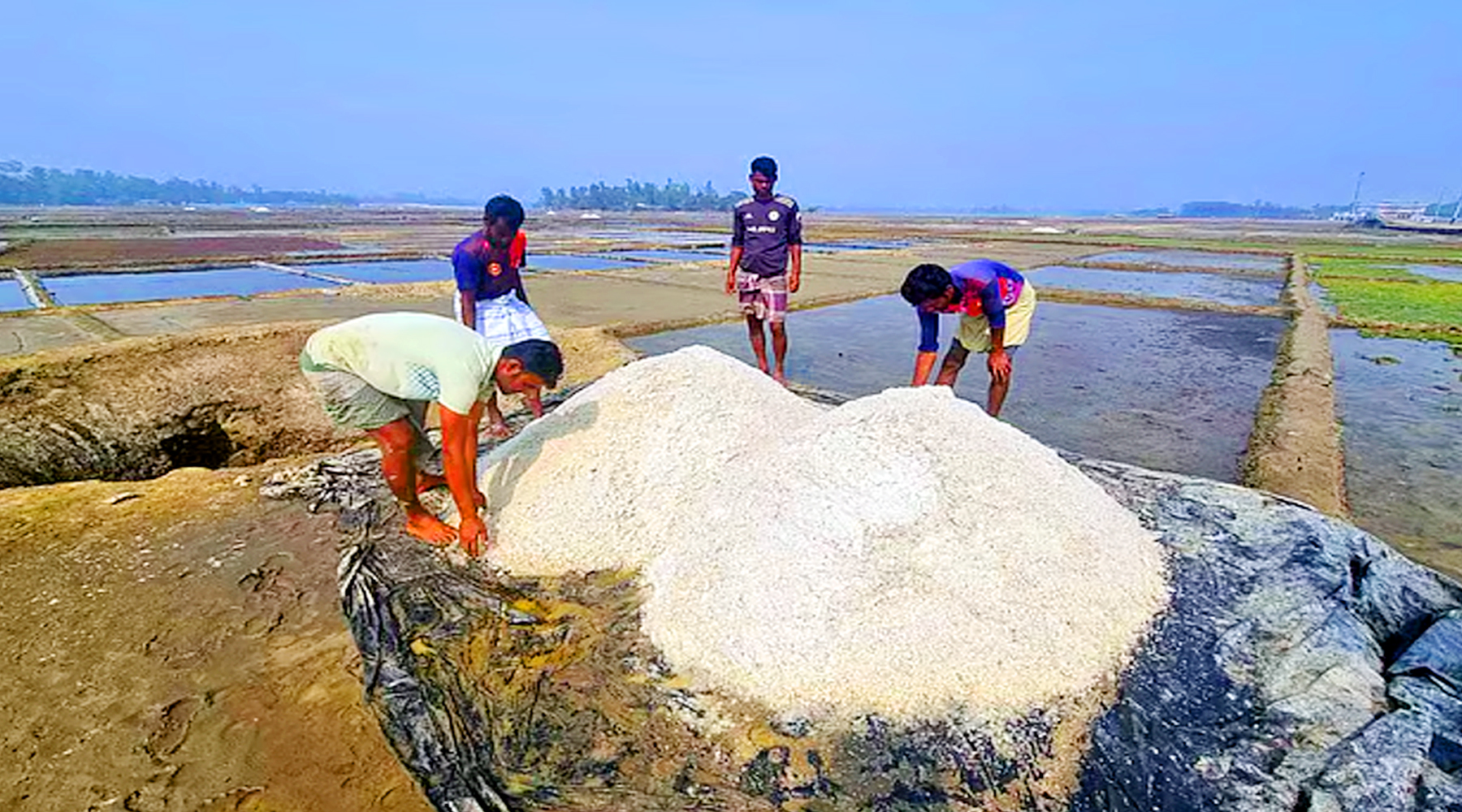 চাষীদের লবনের লাভ সিন্ডিকেটের পকেটে
