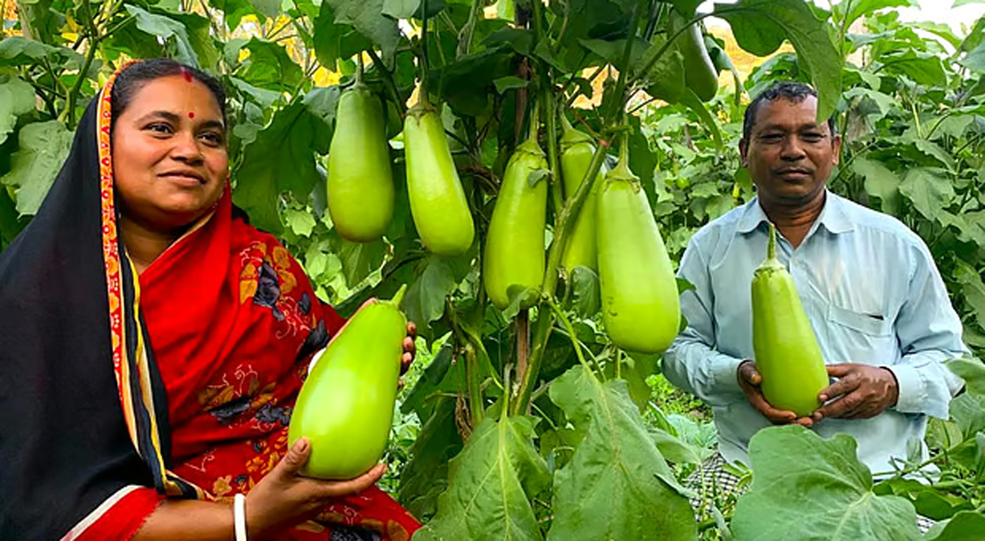বিপ্লব শিকদার এখন ‘বেগুন বিপ্লব’ নামে পরিচিত