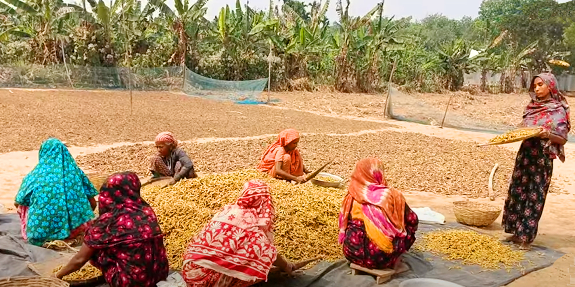 ফুলবাড়িয়ায় হলুদ চাষে আগ্রহ হারাচ্ছেন চাষীরা