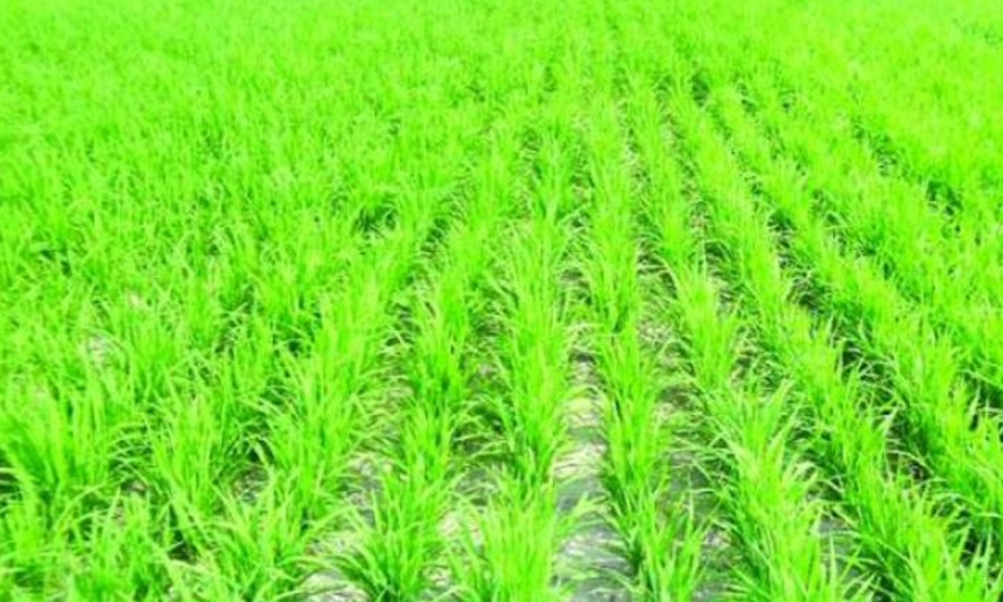 বোরো খেতে পানি সরবরাহে বাধা, ক্ষতির মুখে কৃষক