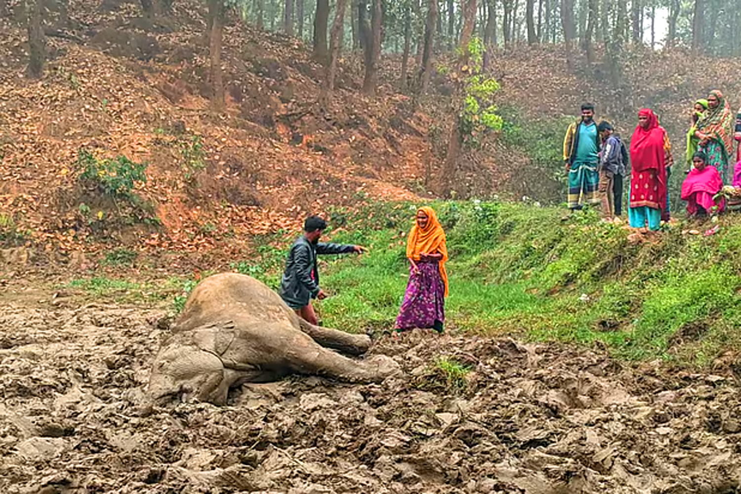 ধান খেতের বৈদ্যুতিক তারে জড়িয়ে বন্য হাতির মৃত্যু