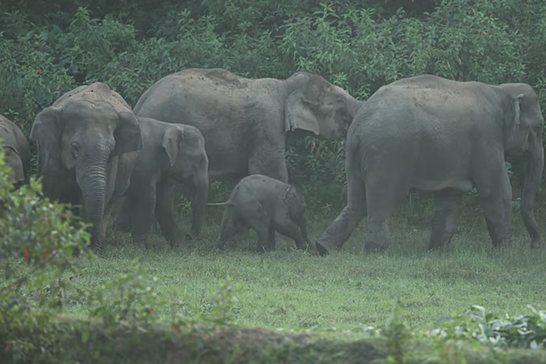 এক হাতির মৃত্যুর পর লোকালয়ে একপাল হাতি, ফসল মারিয়ে চিৎকার করে প্রতিবাদ