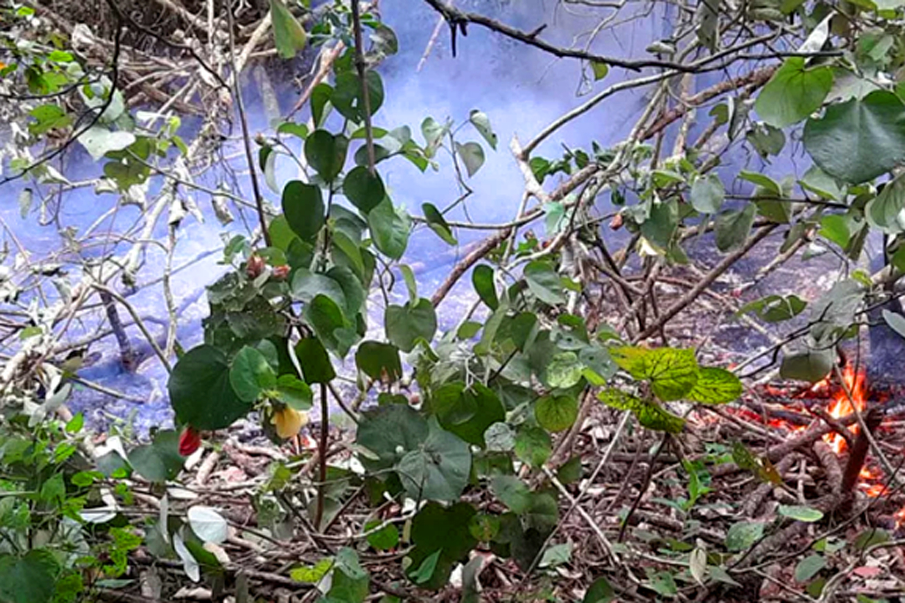 সুন্দরবনে তীব্র আগুন; ড্রোন ও ট্রাকিং ব্যবহার আগুন নিয়ন্ত্রণের চেষ্টা 