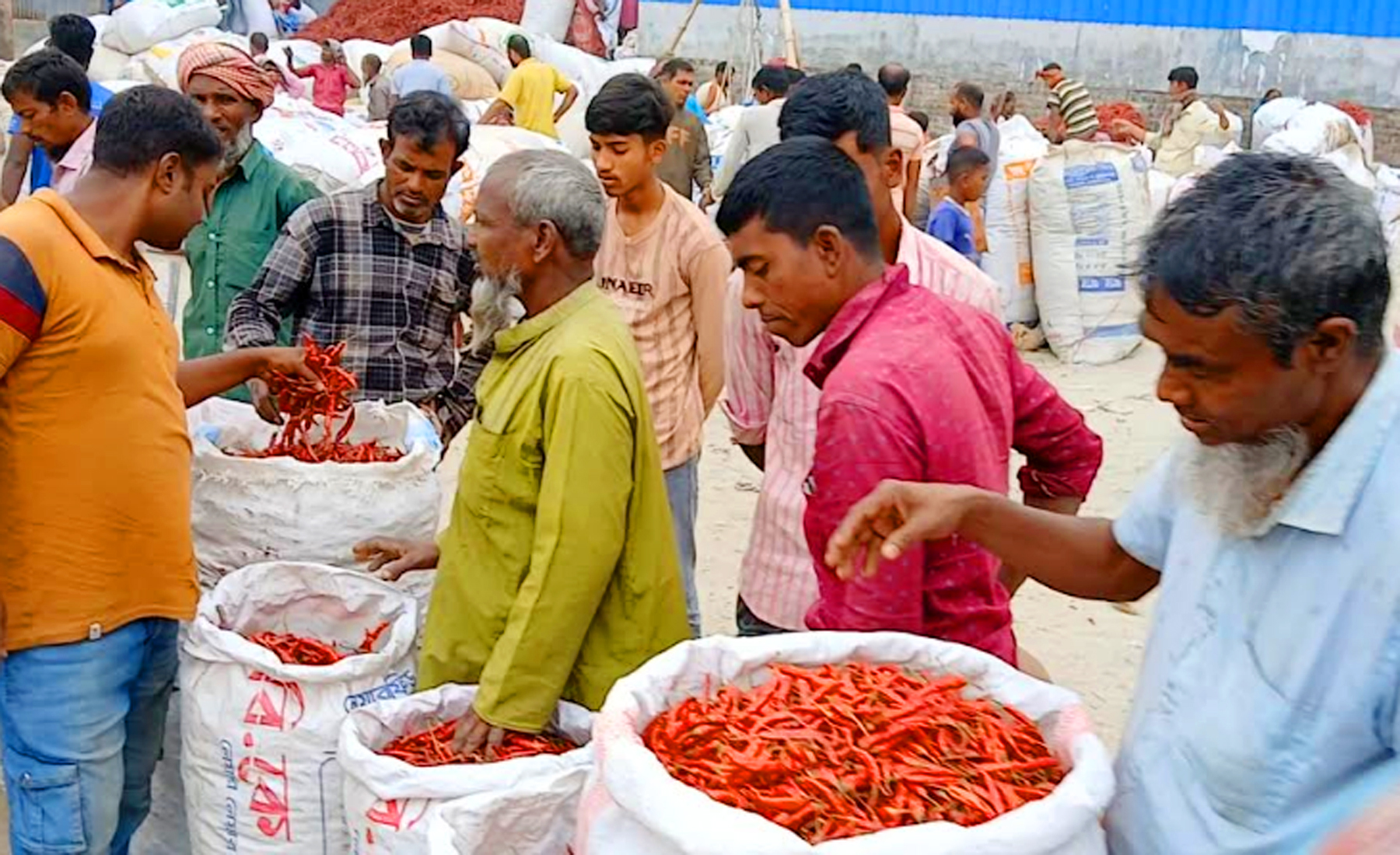 কোটি টাকার মরিচ বেচাকেনার প্রাণকেন্দ্র গাইবান্ধার ফুলছড়ি হাট