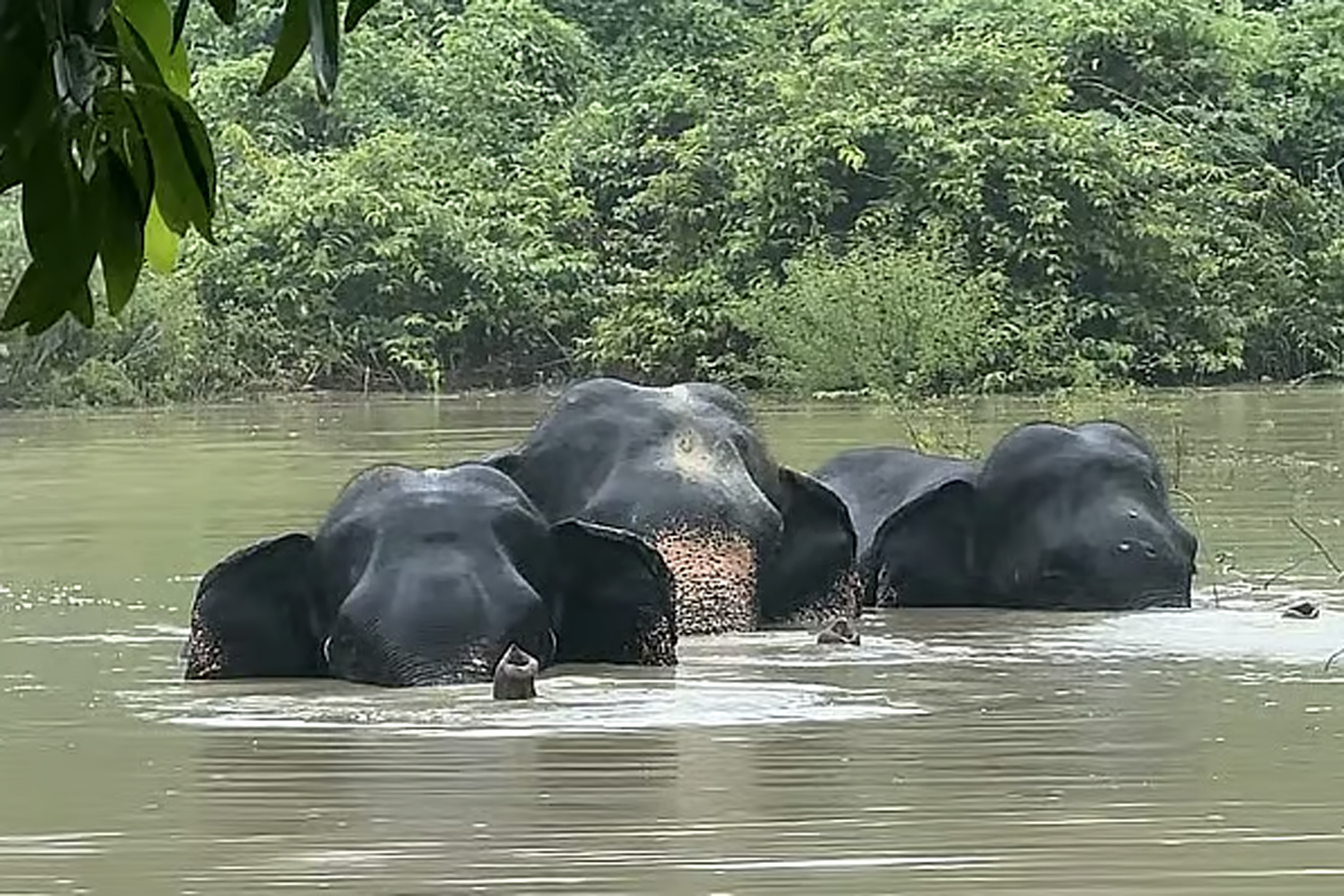 কেইপিজেডের ভেতরে আটকে পড়া হাতি তিনটির কী হবে