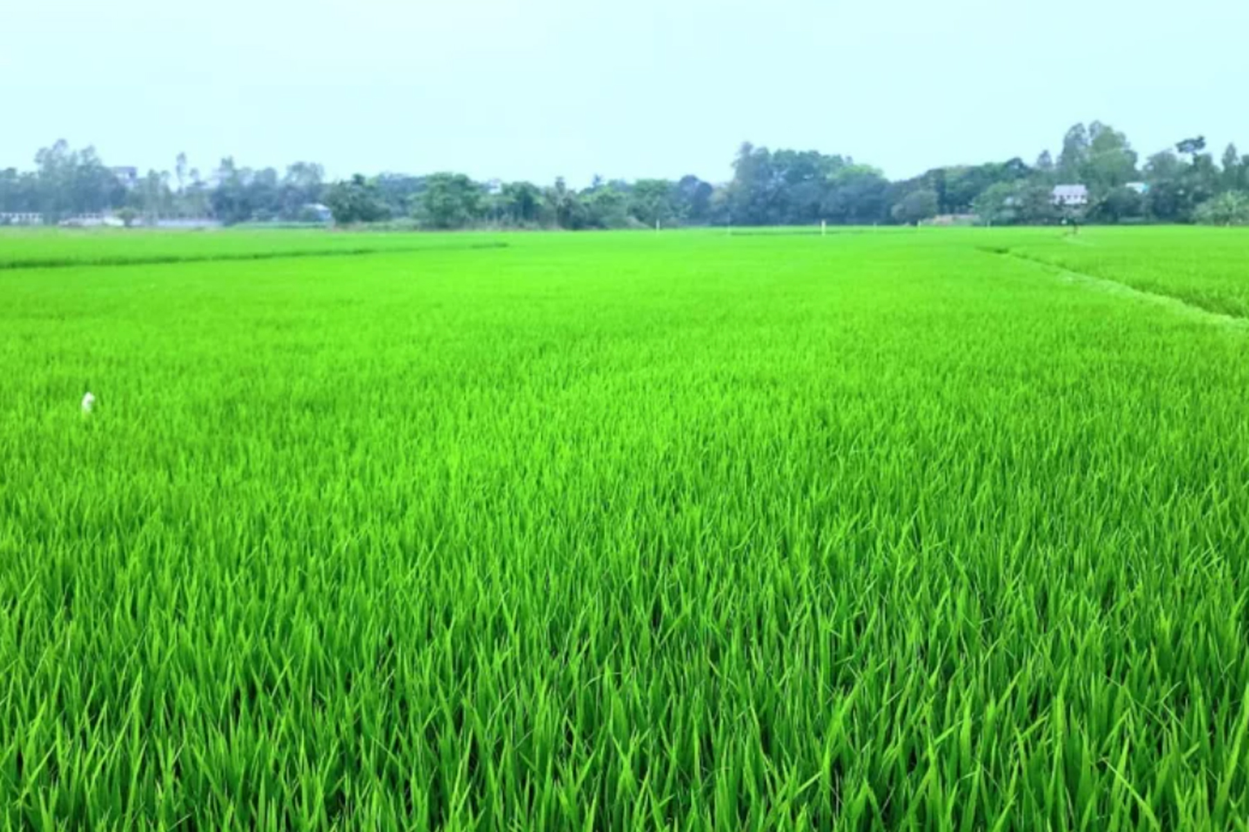 মুন্সিগঞ্জের মাঠে ইরি-বোরোর সমারাহ