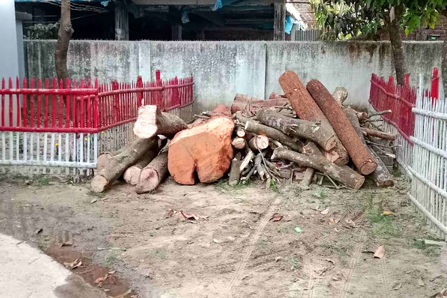 বদলগাছীতে গোপনে লিজ নেওয়া জমির গাছ বিক্রি