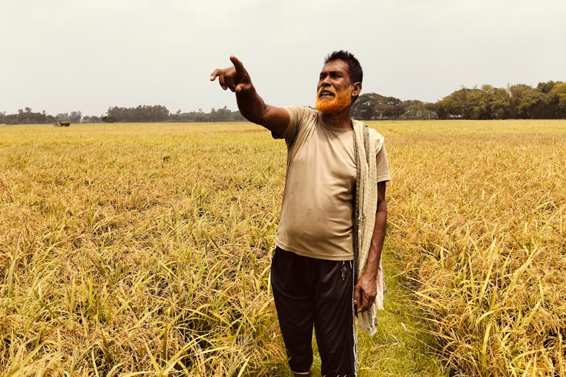 সাঁথিয়ায় ফসলের মাঠে ব্যাটারি পোড়ানো ফ্যাক্টরি, ৫০ একর বোরো ধান নষ্ট