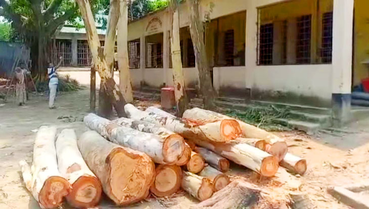 প্রধান শিক্ষকের বিরুদ্ধে বিদ্যালয়ের গাছ বিক্রির অভিযোগ