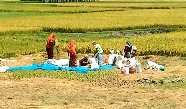 চিলমারীতে ধান ঘরে তুলতে মহা ব্যস্ত কৃষক