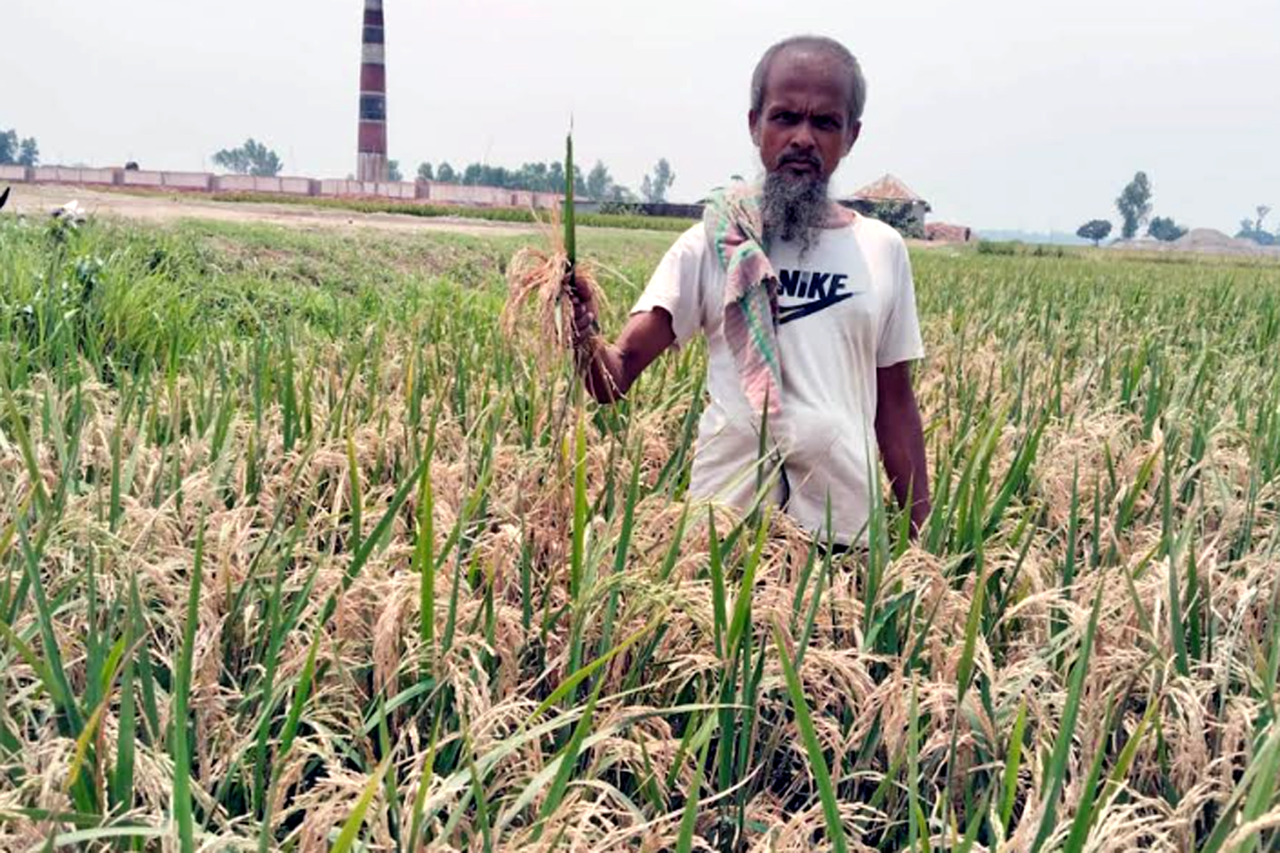 অবৈধ ইটভাটার বিষাক্ত ধোঁয়ায় বিবর্ণ ধানক্ষেত