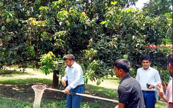 সাতক্ষীরায় বৈশাখী আম সংগ্রহ উদ্বোধন