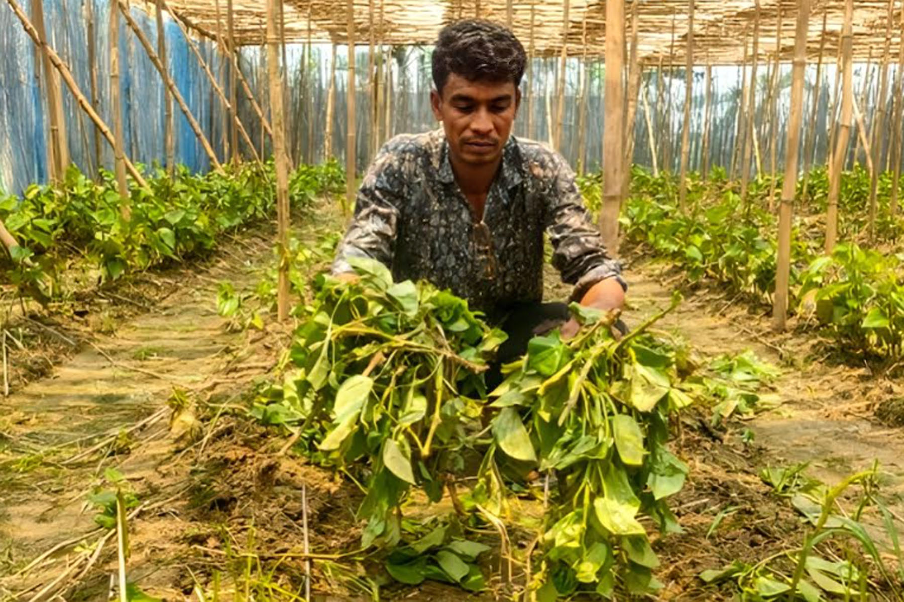দুর্গাপুরে রাতের আধাঁরে কৃষকের পানবরজে দুবৃর্ত্তের হানা