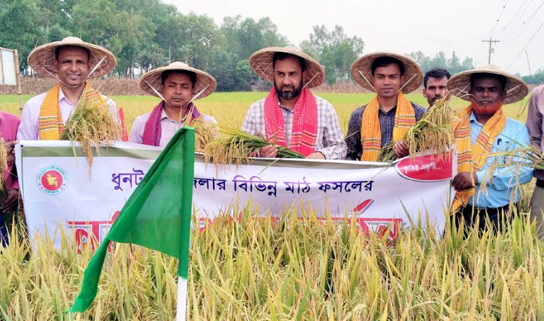 ধুনটে নমুনা প্রদর্শনী ব্রিধান ১০৪ কর্তনের উদ্বোধন