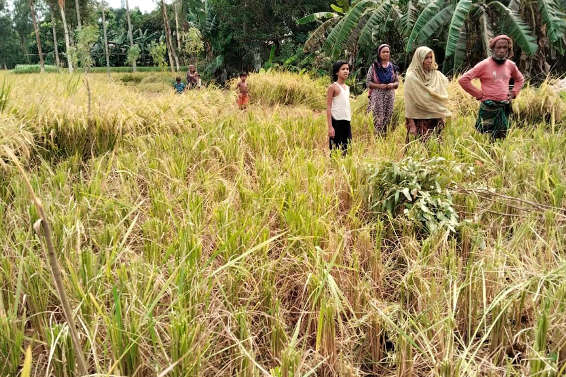 ধুনটে কৃষকের ধান কেটে নিল প্রতিপক্ষ