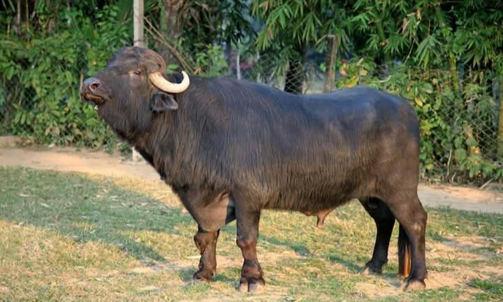 ৪ রাতে চুরি হল কৃষকের ১০ গরু-মহিষ