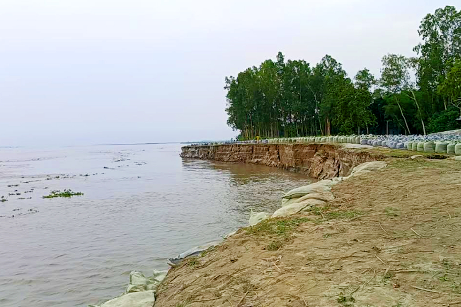 ঘরবাড়ি, ফসলি জমি, গাছ-গাছরা সব হারাচ্ছে যমুনায়!